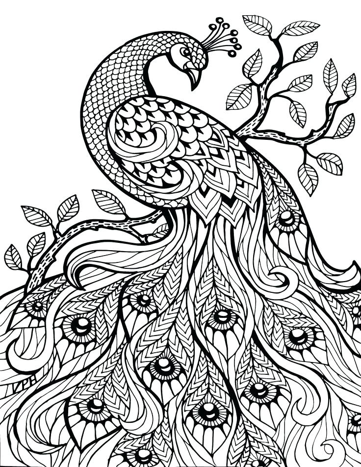 736x952 Classy Coloring Pages Peacock Online Advanced Colouring Page