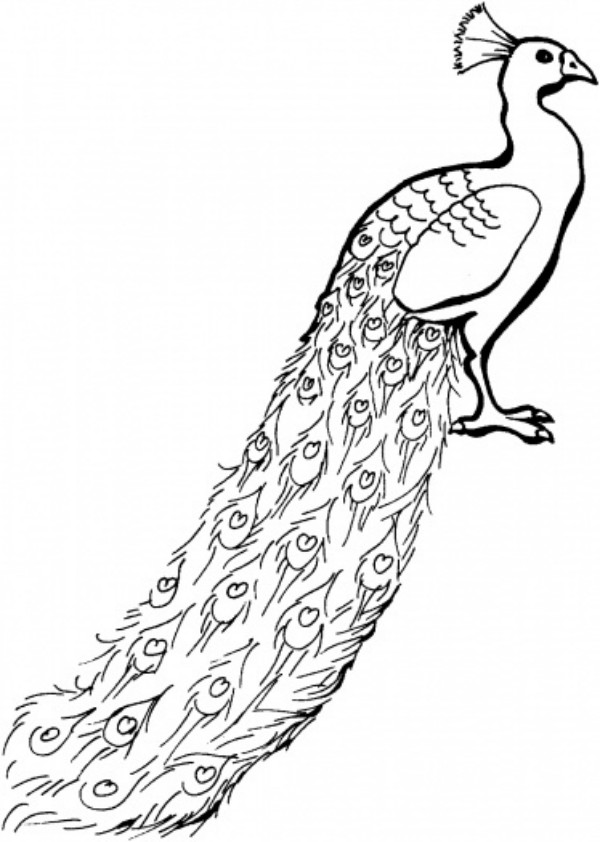 600x842 Free Printable Peacock Coloring Pages For Kids