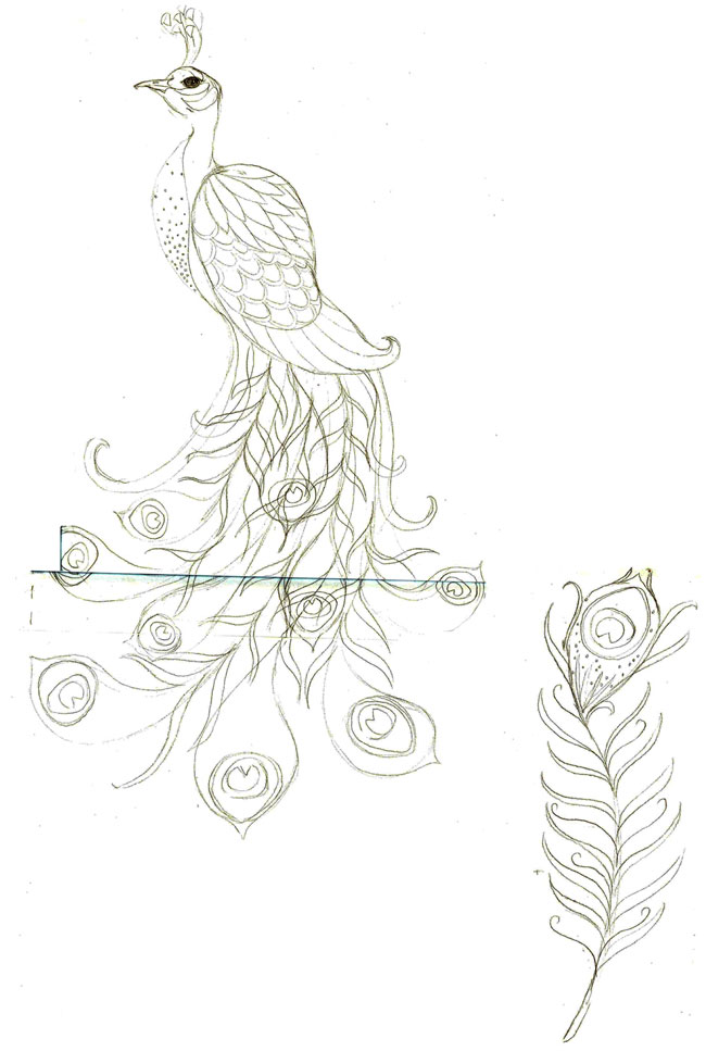 650x967 Peacock Drawing Sketch