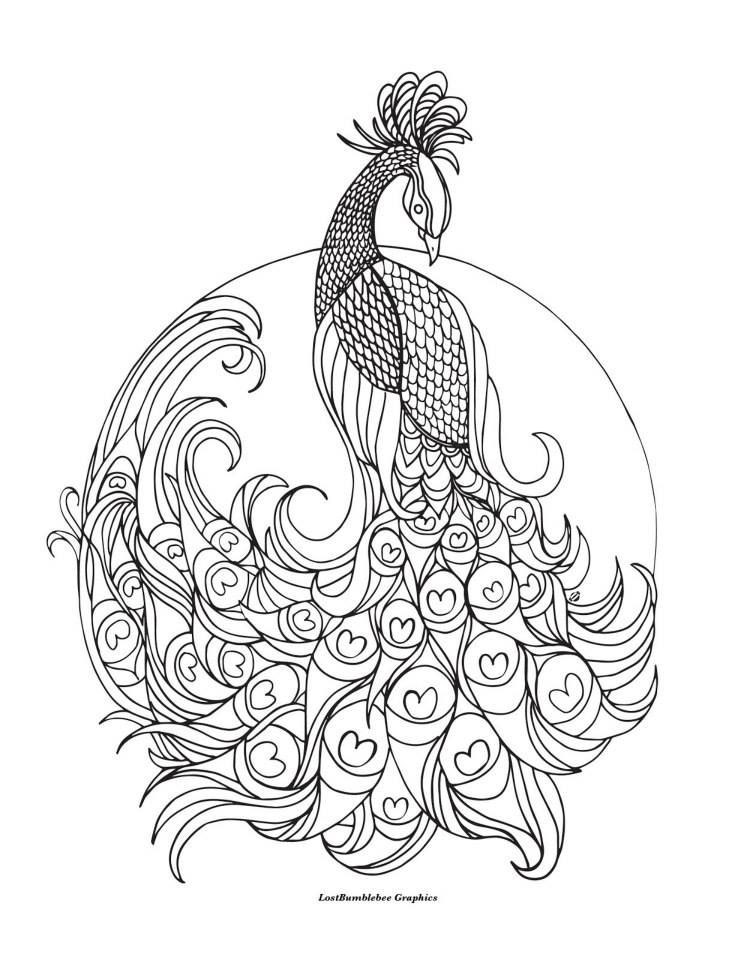 742x960 Peacock Coloring Pages Colouring Adult Detailed Advanced Printable