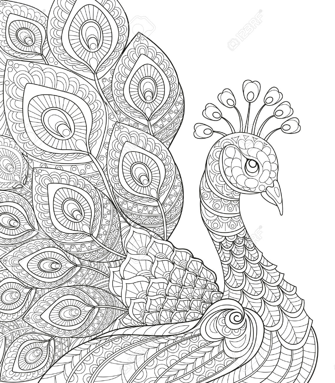 1137x1300 Peacock Black And White Sketches