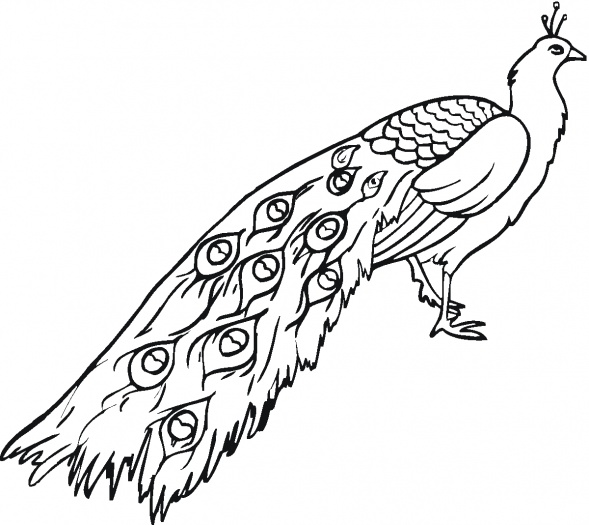 589x525 Peacock Clipart Sketch