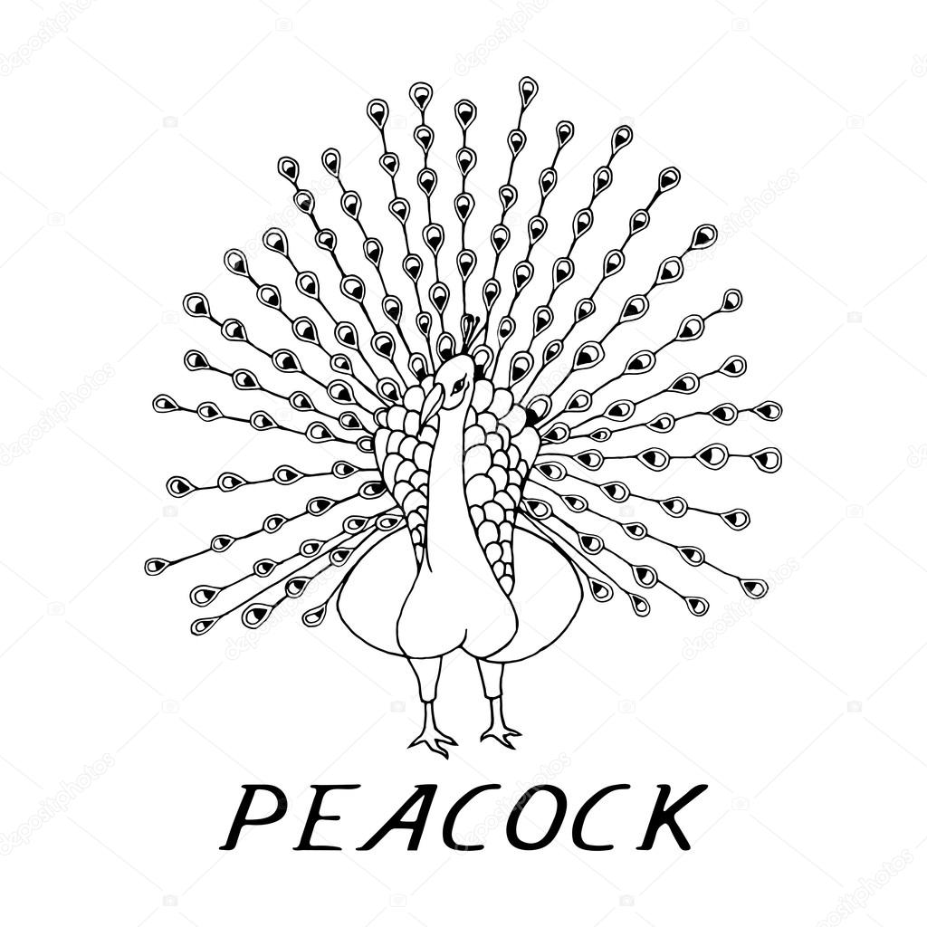 1024x1024 Hand Draw A Peacock Stock Vector Gennadiikorchuganov