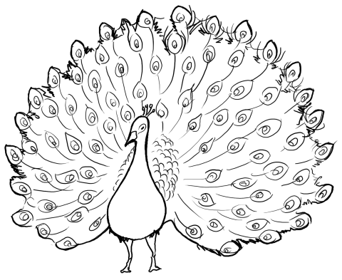 480x393 Print Pictures Of Peacock For Children To Color