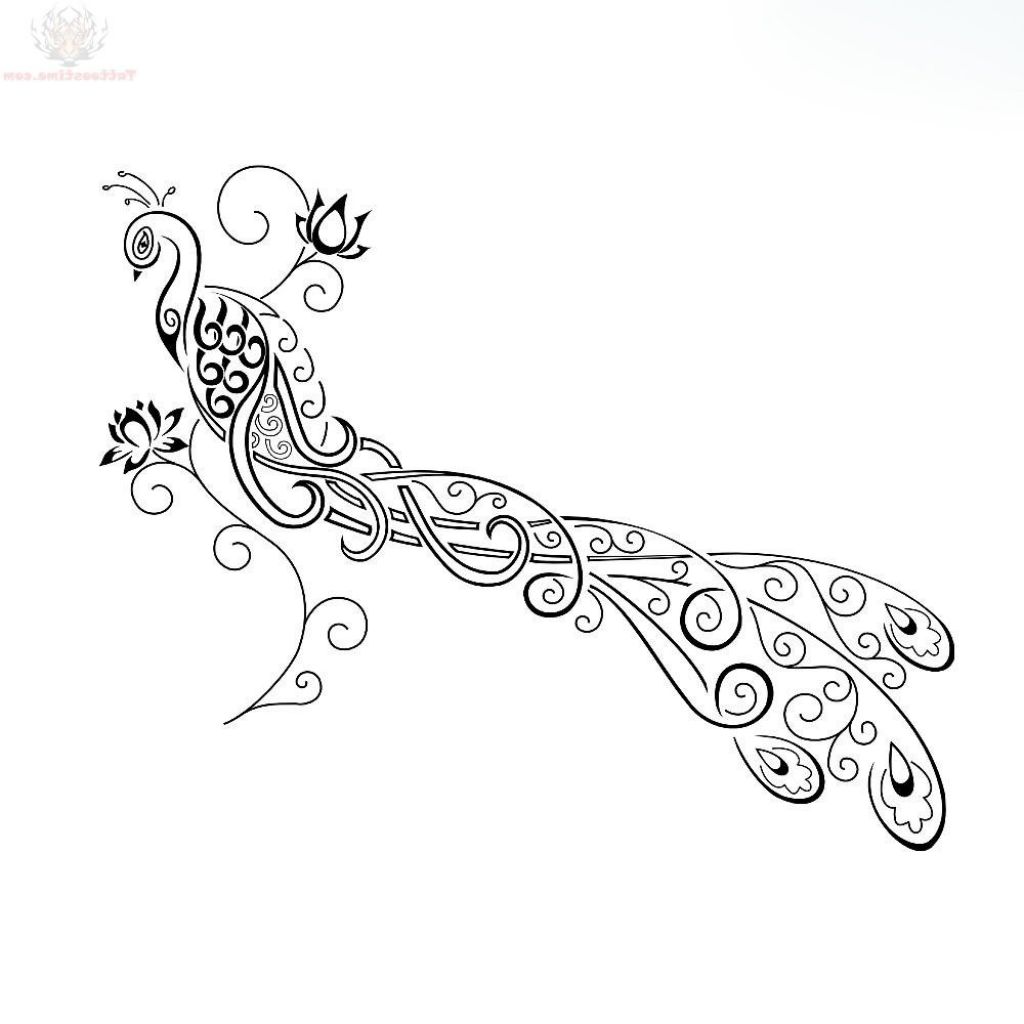 1024x1024 Peacock Tattoo Designs Drawing