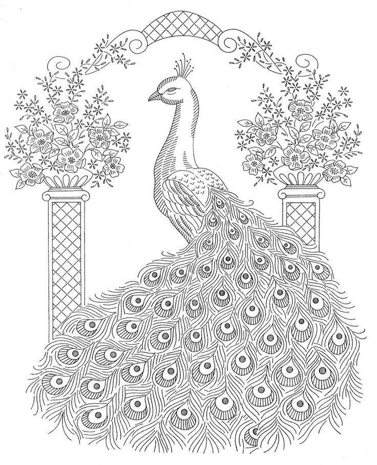 736x908 Drawn Peafowl Coloring Book
