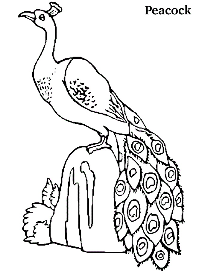 665x905 Free Printable Peacock Coloring Pages For Kids