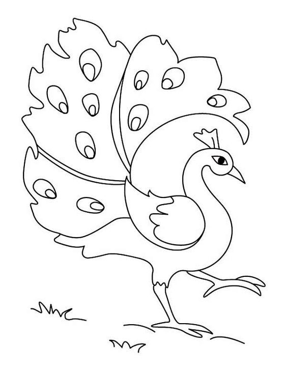 Peacocks Drawing at GetDrawings | Free download