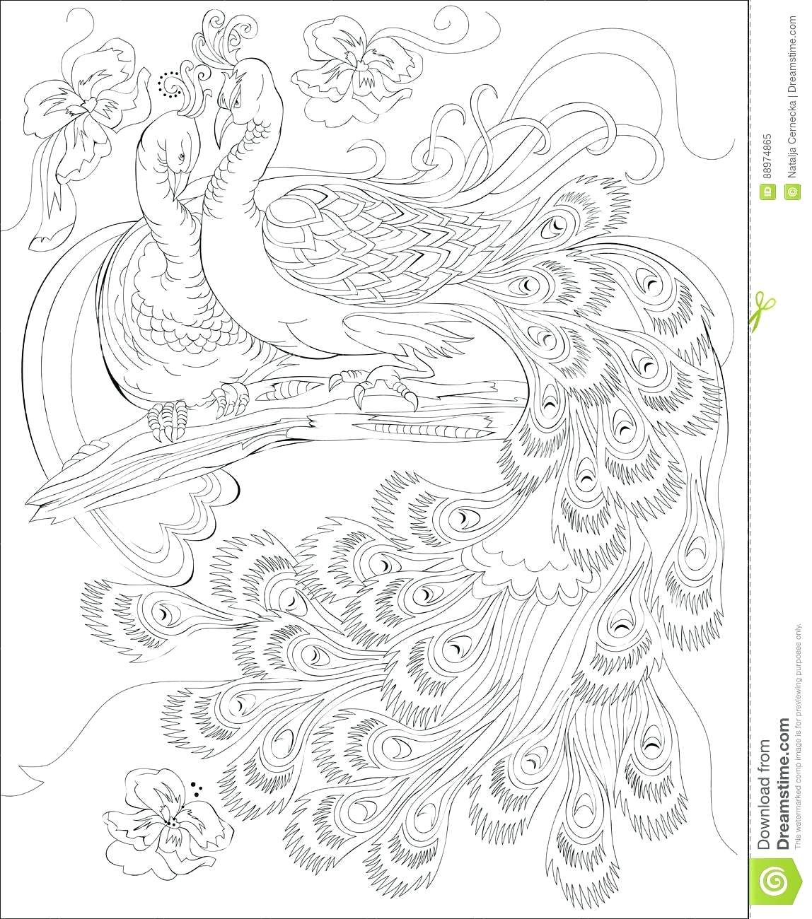 1148x1300 Coloring Coloring Pictures Of Peacocks