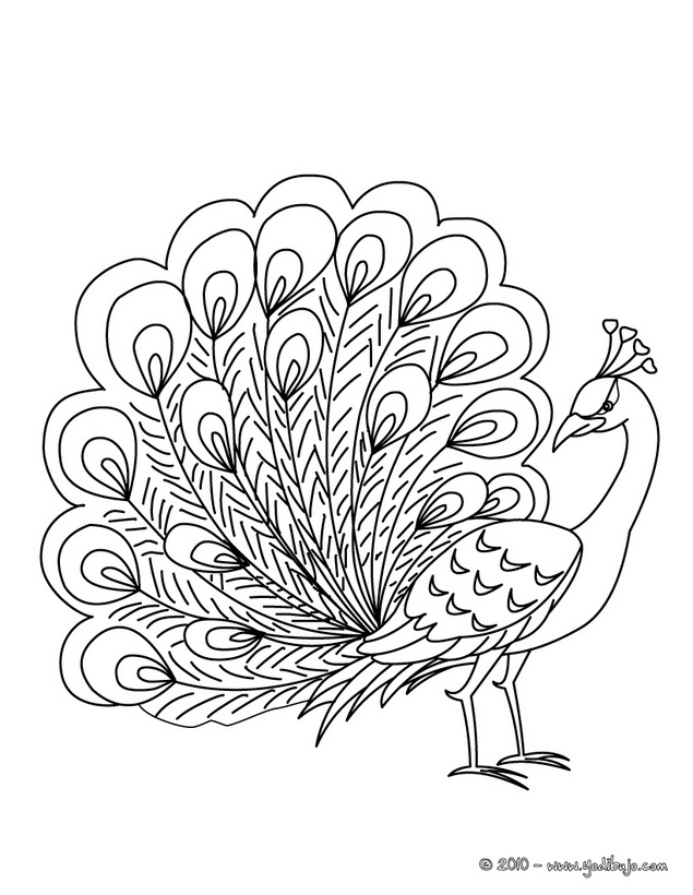 Peacocks Drawing at GetDrawings | Free download