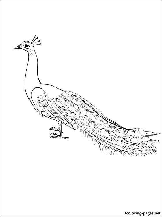 560x750 Drawn Peafowl Coloring Page