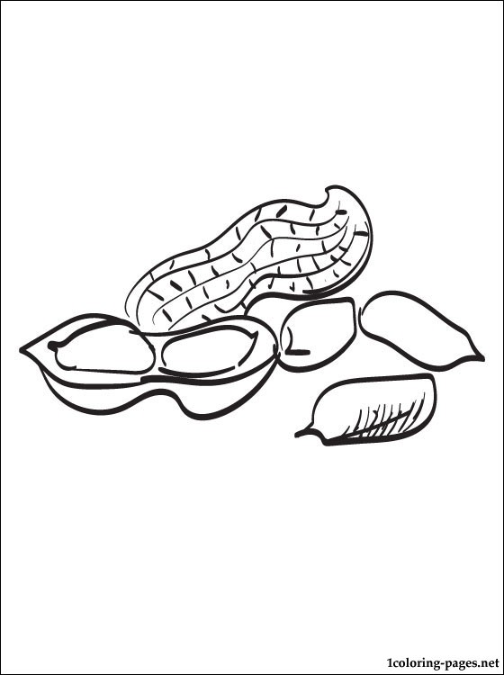 560x750 Peanut Coloring Page Coloring Pages