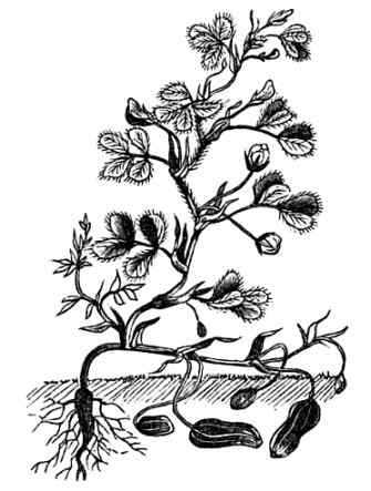 335x443 Peanut Plants