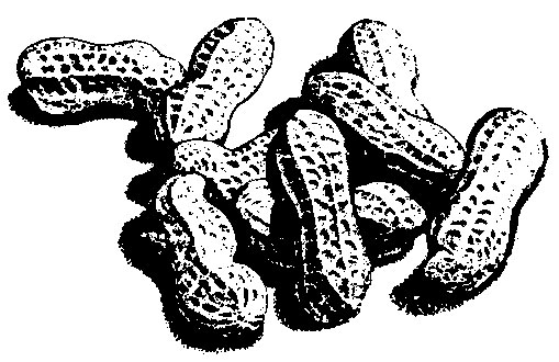 509x330 Peanuts Mississippi State University Extension Service