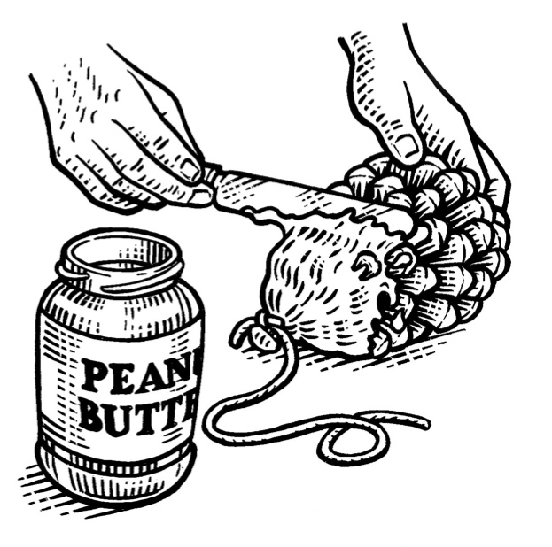 623x618 Images Peanut Line Drawing