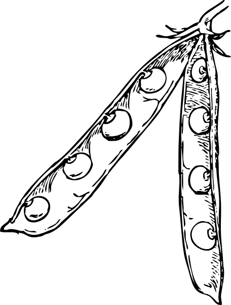 456x600 Pea Pod Clip Art