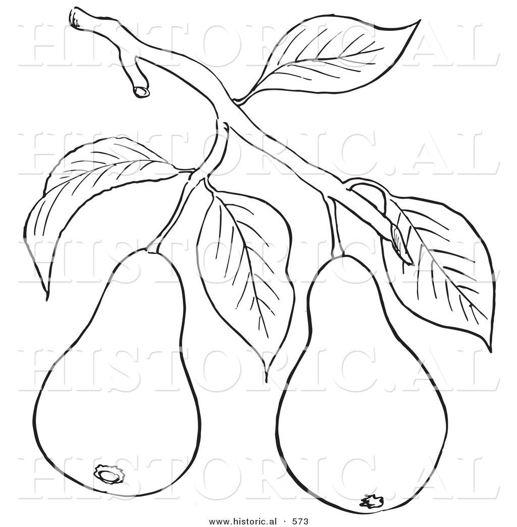 1024x1044 Historical Vector Illustration Of A Pear Tree Branch With 2 Fruits
