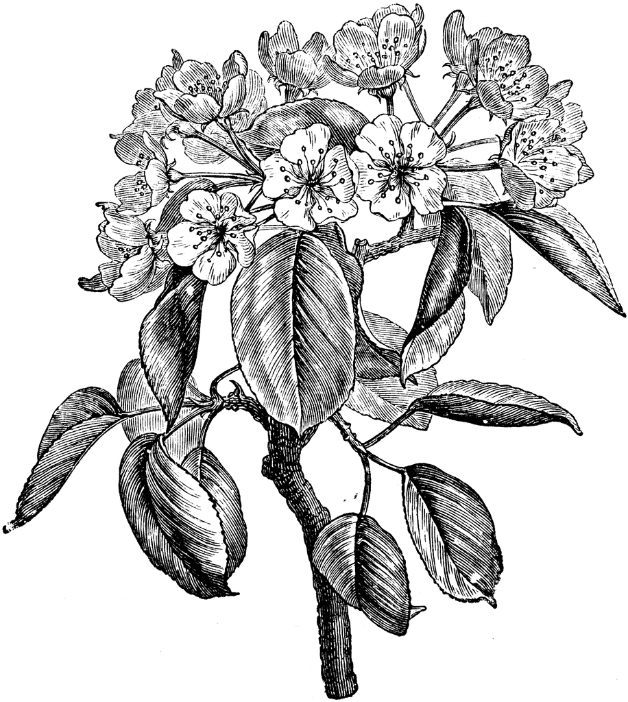 916x1024 Flowering Branch Of Pear Clipart Etc