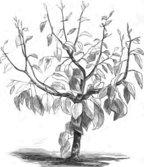 500x579 Growing And Fruiting Dwarf Pears