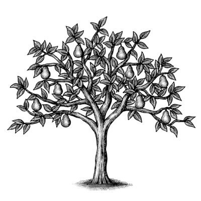 400x400 Pear Tree Kitchen (@peartree Kit) Twitter