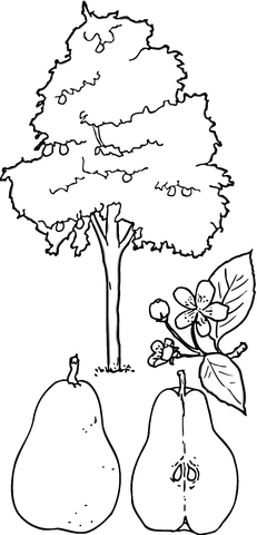 231x480 Pear Tree Coloring Page Free Printable Coloring Pages
