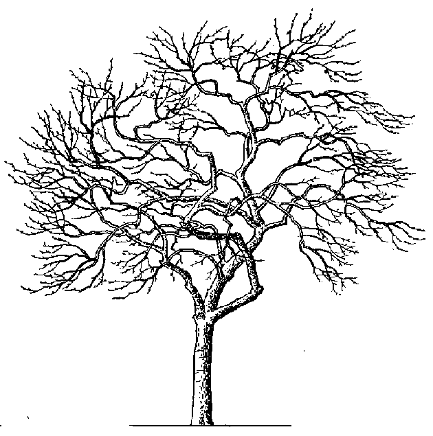 630x635 Tree Clipart Black And White