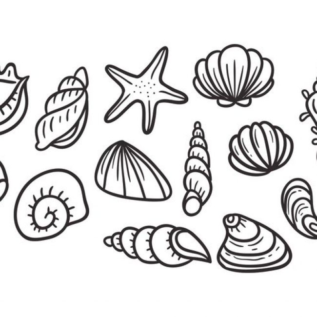 Pearl Shell Drawing at GetDrawings | Free download
