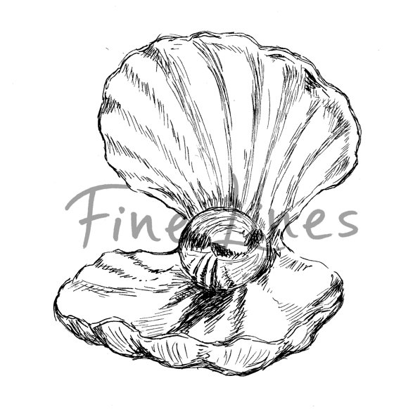570x582 Sea Shell Sketch Black And White Pearl Print Printable Wall