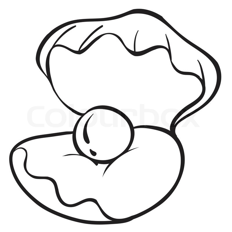 800x800 Conch Shell Stock Vector Colourbox