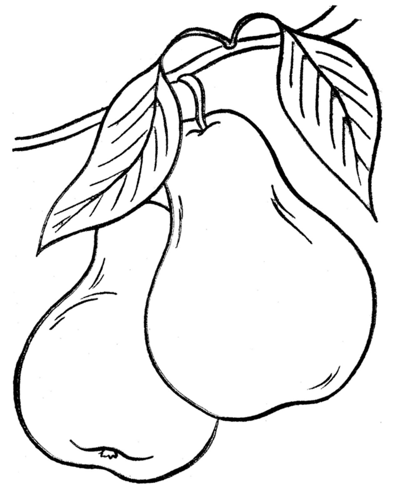 1266x1550 Fruit Coloring Pages Pears Art