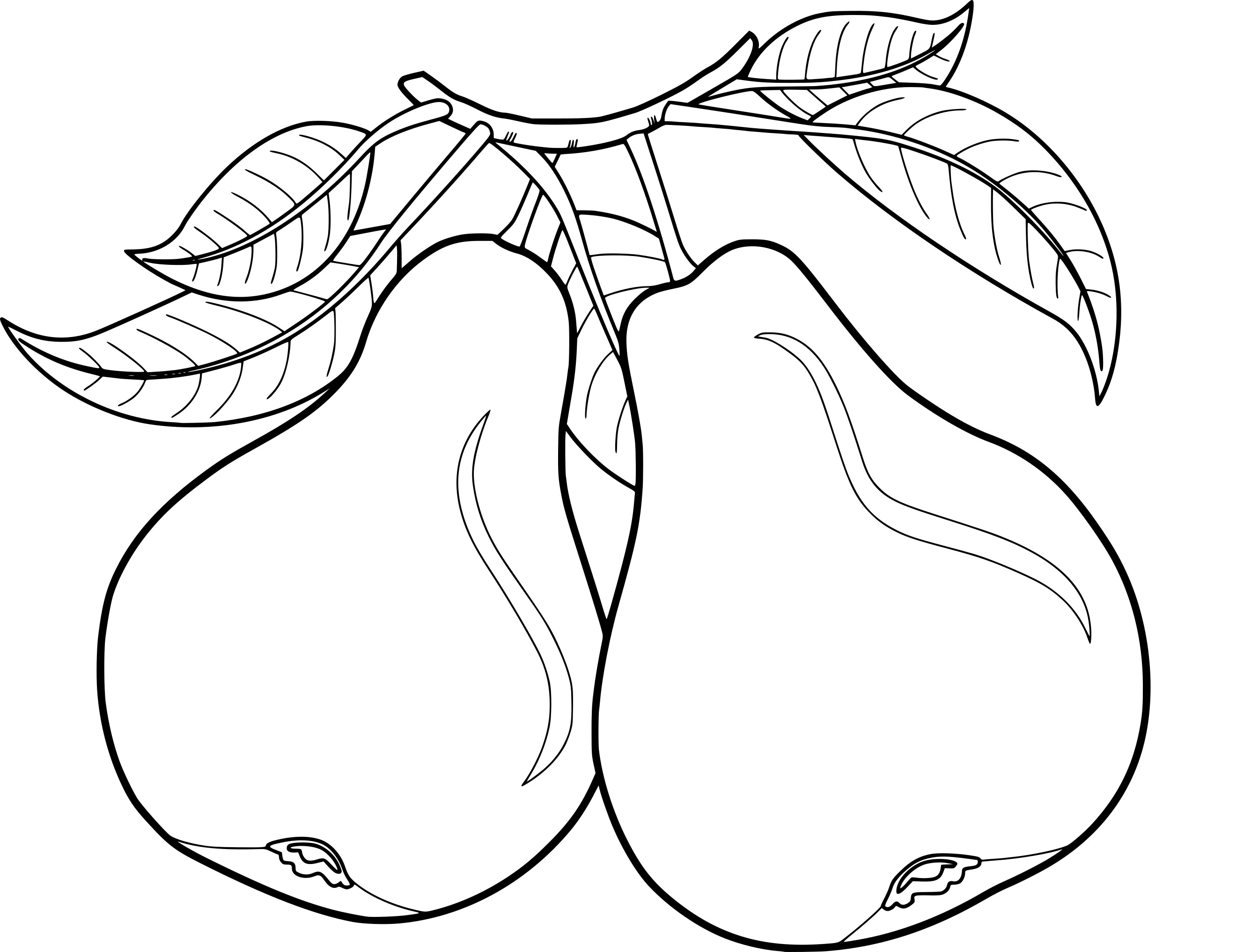 2672x2034 Pears Coloring Page