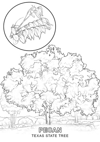 340x480 Texas State Tree Coloring Page Free Printable Coloring Pages