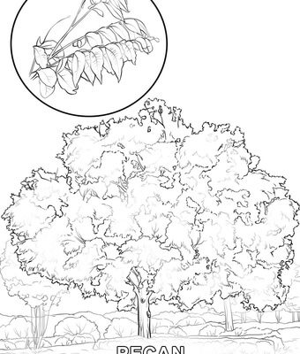 340x400 Pecan Tree Coloring Page Design And Ideas Page 0