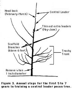 236x291 Flower Bed Ideas For The Front Of A House Facing East Trees