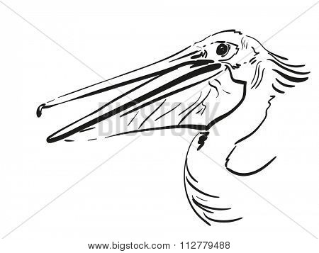 450x357 Hand Drawn Sketch Pelican Head Vector Amp Photo Bigstock