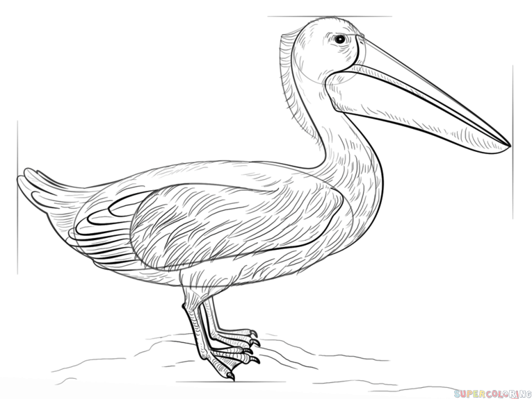 765x575 How To Draw A Pelican Step By Step Drawing Tutorials