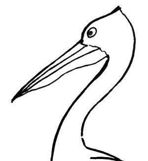 300x326 How To Draw A Pelican