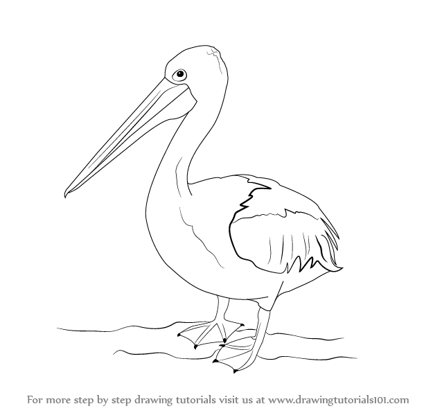 625x596 Learn How To Draw A Pelican (Seabirds) Step By Step Drawing