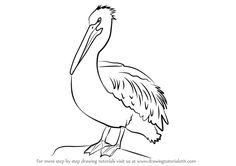 236x166 Learn How To Draw An American White Pelican (Birds) Step By Step