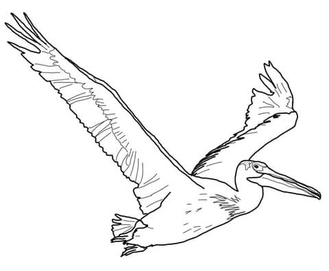 480x395 American White Pelican Coloring Page Free Printable Coloring Pages