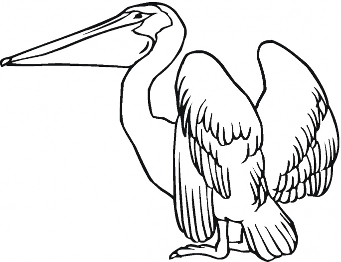684x525 Pelican Coloring Page Crafts And Other Ideas Craft