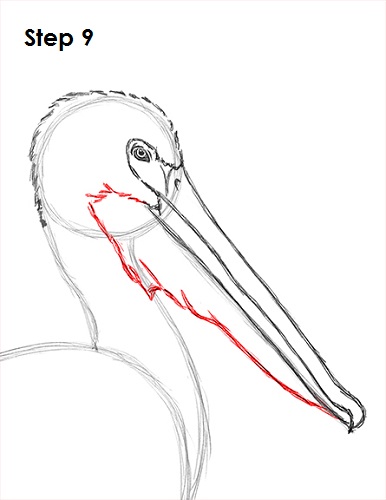 386x500 Pelican Drawing 9 Drawing Bird, Drawings And Paintings