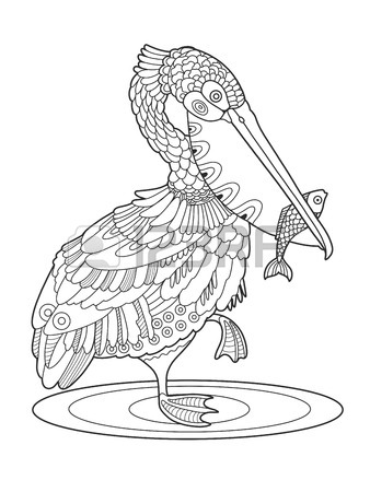 338x450 Pelican Drawing Stock Photos. Royalty Free Business Images