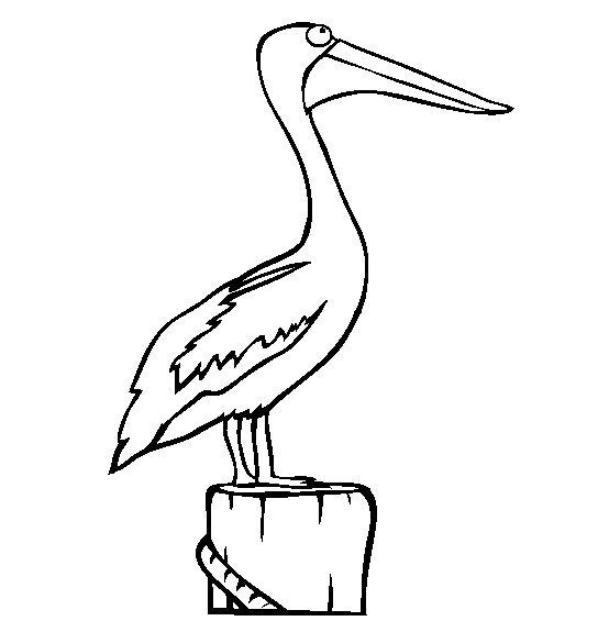 554x565 Pelican Coloring Page
