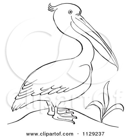 450x470 The Best Pelican Tattoo Ideas On Pelican Drawing