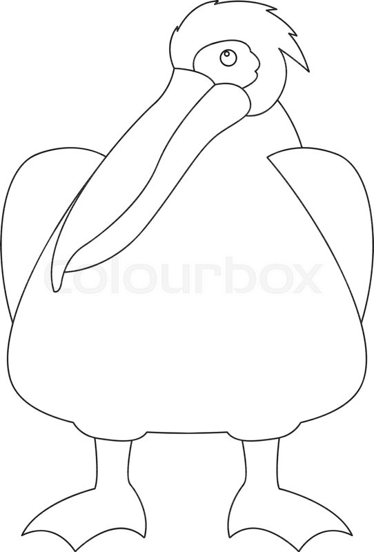 542x800 Cartoon Pelican Vector Illustration Line Drawing Front Side