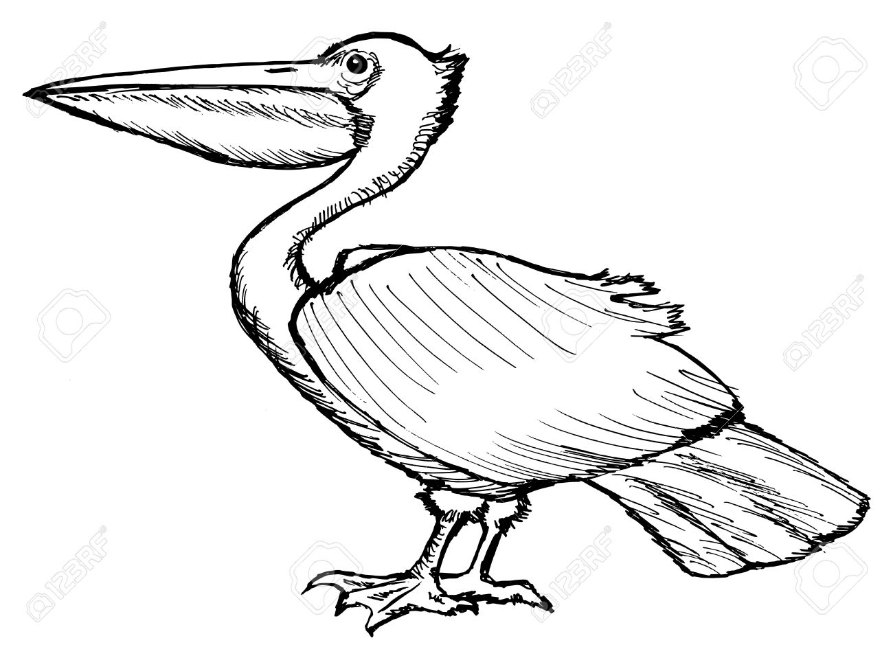 1300x974 Hand Drawn, Cartoon, Sketch Illustration Of Pelican Royalty Free