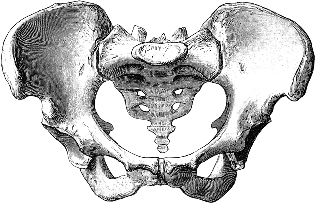 640x411 Reference Drawing Of A Human Pelvis Bones, Skulls Amp Skeletons