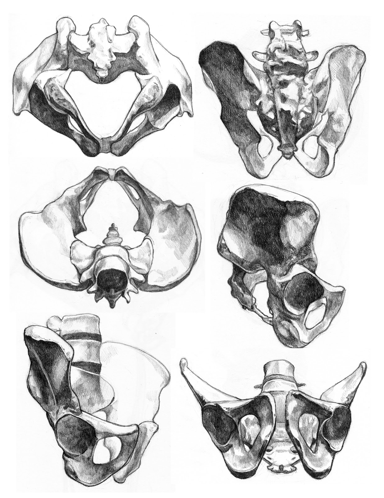 1236x1600 Velociblogger The Bone Drawings (Sketchbook Pages)