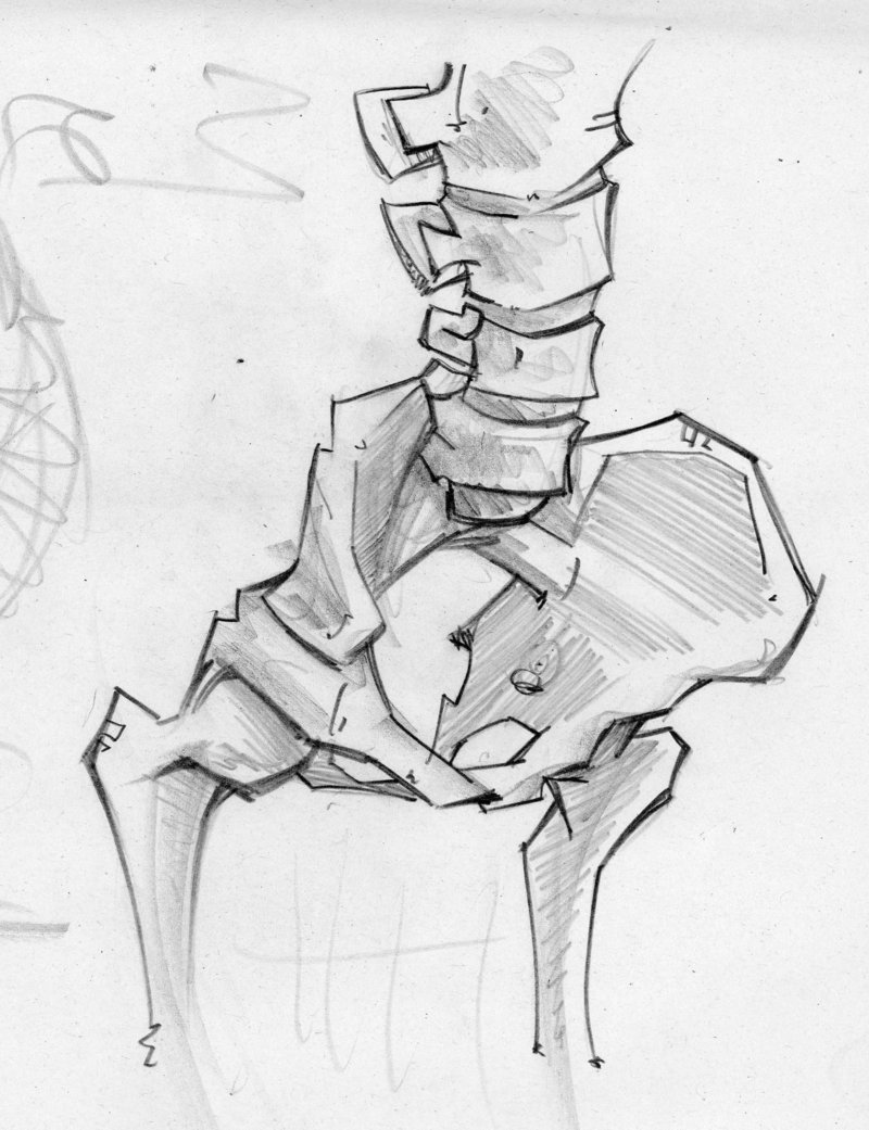 800x1041 Pelvis By Pnutink